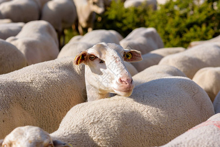牧羊场埃尔塔特卡背景图片
