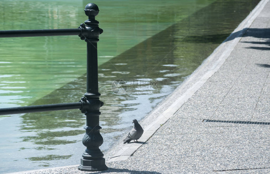 公园中湖边带步行鸽子的装饰金属元图片