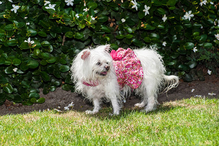 小白马耳他狗穿着鲜花印装图片