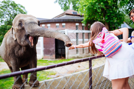 母女在动物园喂养大象图片