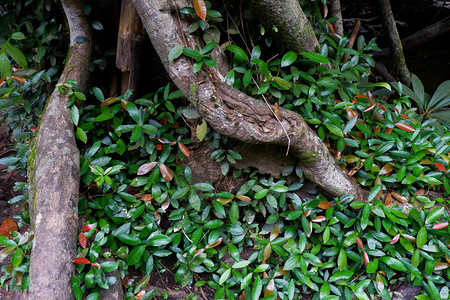 泰国热带雨林中的扶壁树根和茂密的树叶图片