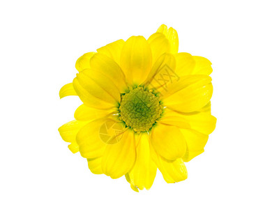 关闭黄色菊花图片