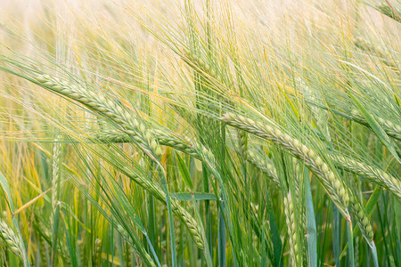 麦田麦田上的绿色麦穗草甸麦田成熟的背图片