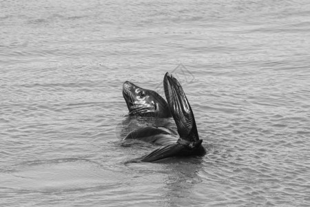 一只海狮漂浮在水中旧金山39号码头渔人码头的海狮已成为主图片