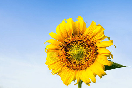 蜜蜂从美丽的黄向日葵中吸食花蜜在明亮的清图片