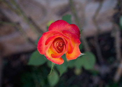 一朵红玫瑰的美丽孤独图片