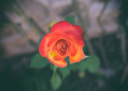 孤一朵红玫瑰复古色调背景图片