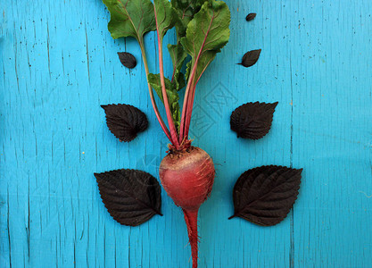 富营养食品概念收获的蔬菜番茄和胡萝图片