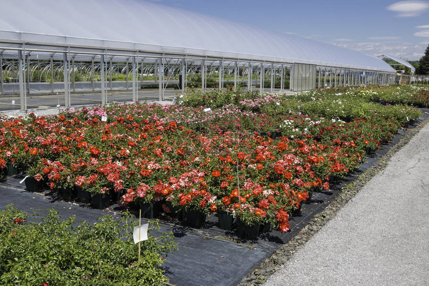 各种花朵和红玫瑰准备在植物苗圃出售图片
