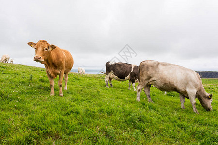 爱尔兰的风景牛群在莫赫图片
