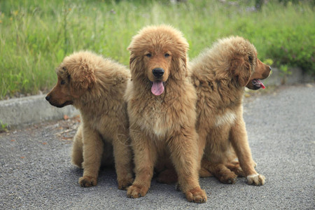 藏獒犬小狗背景图片