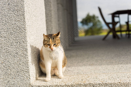 累了的小猫在外面打瞌睡图片