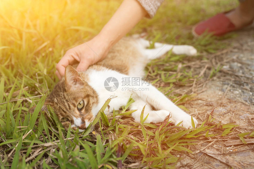 女人在户外摸猫图片