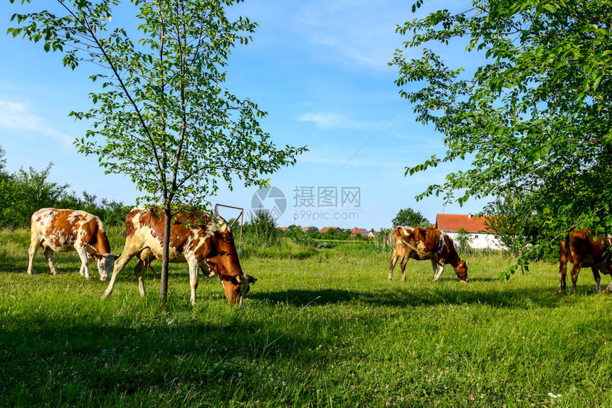 家畜养牛群是农村放牧的草地而图片