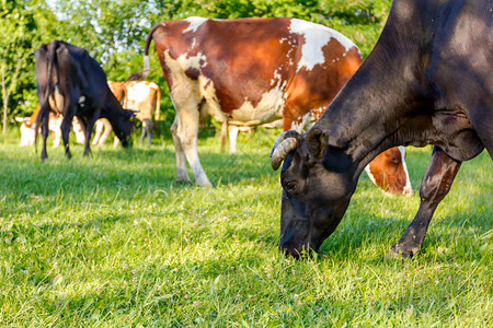 家畜养牛群是农村放牧的草地而图片