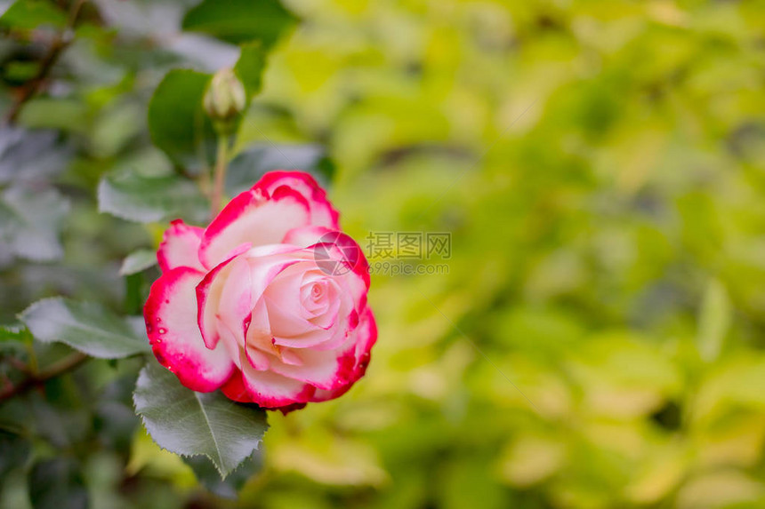 夏季盛开的粉红玫瑰背景图片