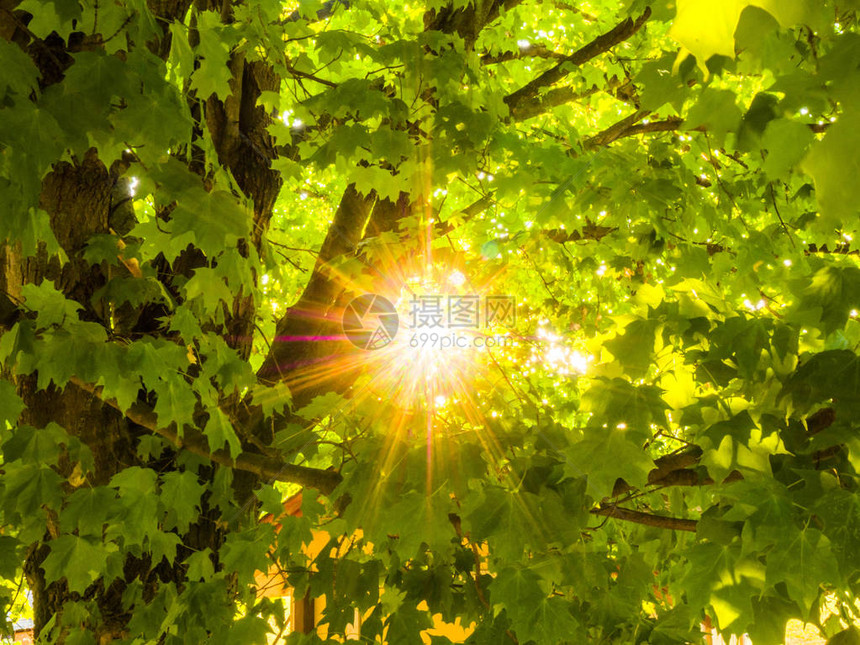 美丽的自然背景照片仰望着一棵木瓜树太阳的亮黄色和橙色光芒图片