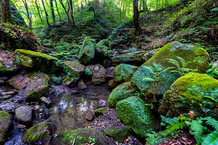 天然绿色森林背景苔覆盖图片
