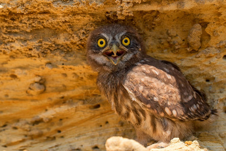 小猫头鹰或雅典内诺克图亚坐在岩洞图片