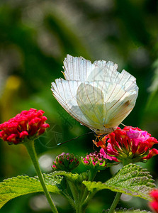 一只美丽的白蝴蝶在美丽的花园里享受着一图片