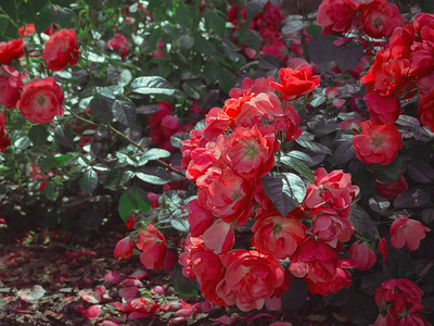 玫瑰落在花园里自然花卉背景图片