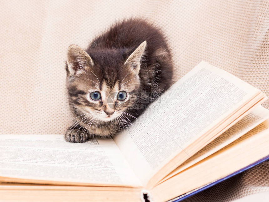 这只小猫在一本公开的书周围玩耍图片