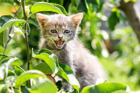 绿叶树上的灰小猫树上的小猫因图片