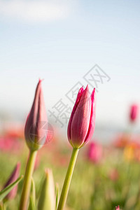春天在大自然中的粉红色新鲜郁金香图片