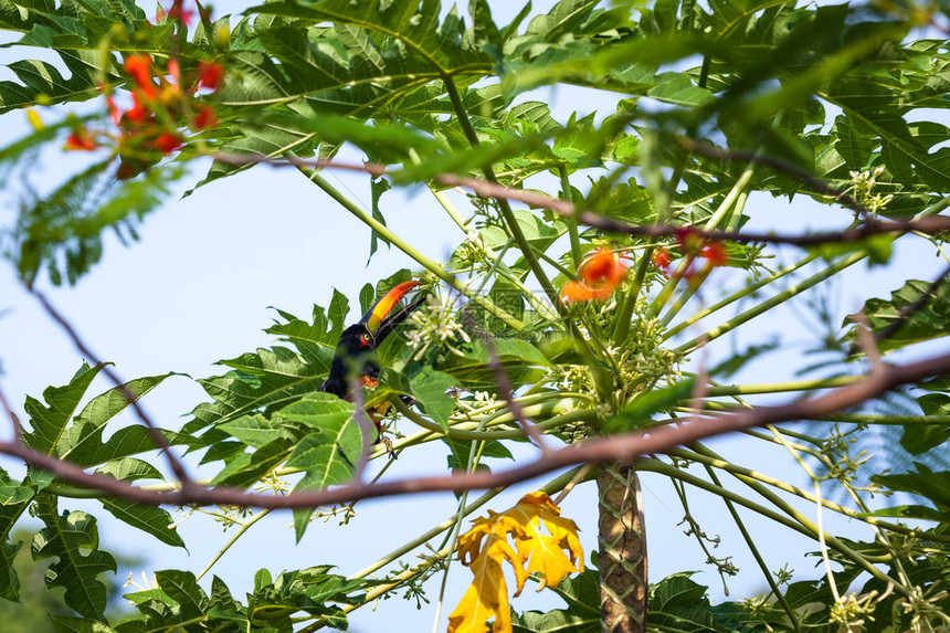 在哥斯达黎加的木瓜树上吃图片