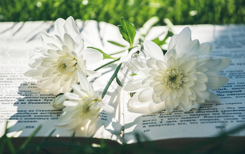 白菊花和一本旧书图片