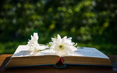 白菊花和一本旧书图片
