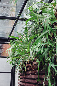 棕色木板墙上花盆里的绿色植物室内设计图片