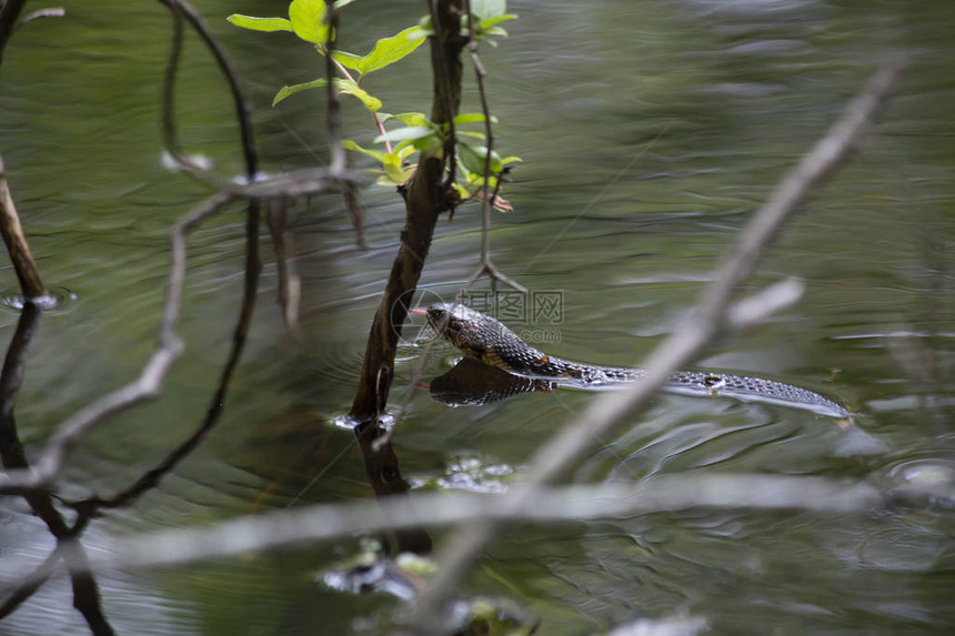 宽带水蛇游过河口的浅水边缘图片