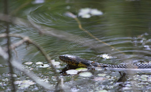 宽带水蛇Nerodiafasciataconfluens在浅沼泽中图片