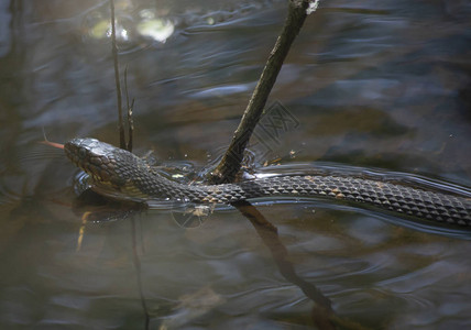 宽带水蛇Nerodiafasciataconfluens在河口停图片