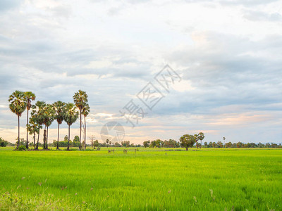 绿色草原和椰子棕榈树在农村观望图片