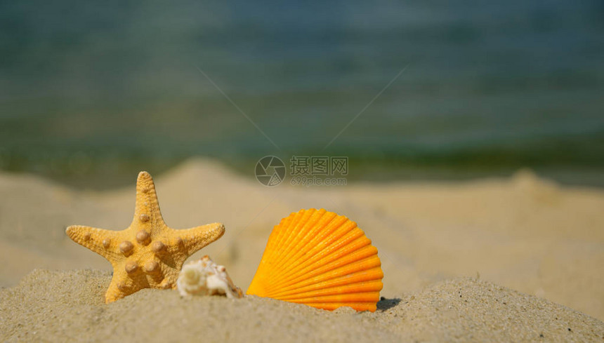 美丽的贝壳和海沙图片