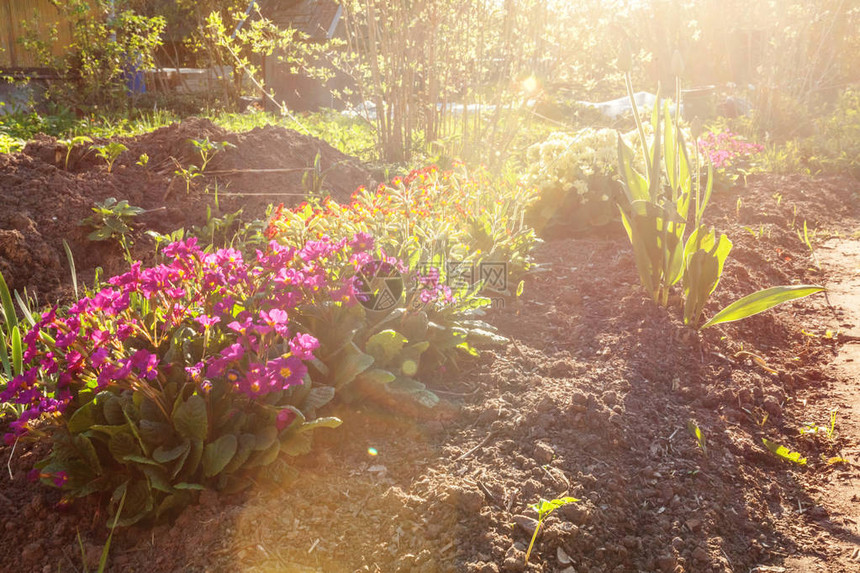 PrimrosePrimula与粉红色的花朵在柔和的阳光和模糊的散景背下图片