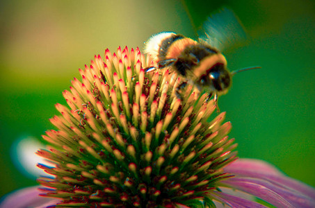 大黄蜂在紫锥菊花紫锥花特写图片