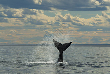南露脊鲸在水中跳跃的风景图片