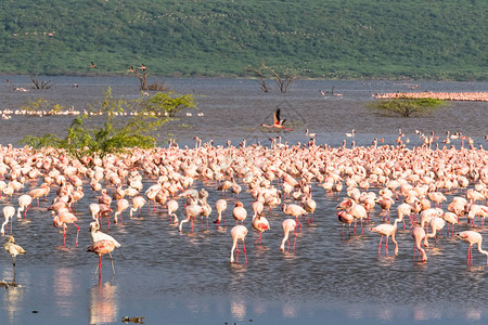巴林戈湖的Flamingos群非洲湖泊图片