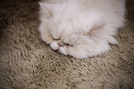 睡在棕色地毯上的猫图片
