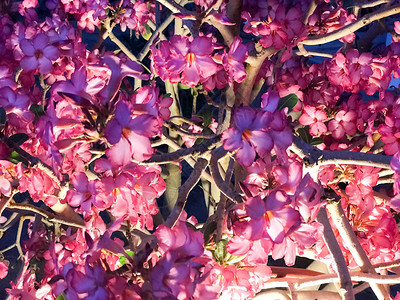 美丽而温柔的天然紫红色花朵的纹理树丛植物有花瓣和树枝在夜图片