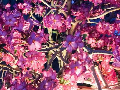 许多小的美丽的紫罗兰花朵花瓣和树枝在夜色中闪亮发图片