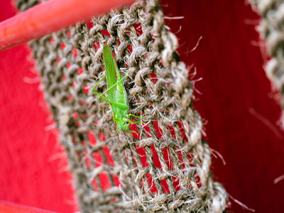 编织绳上的大绿蚂蚱图片
