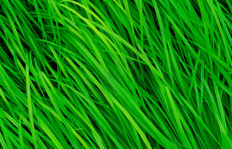 长着叶子的绿草天然绿色茎草纹理背景有机和健康的背景有机背景图片