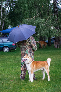 西伯利亚莱卡在雨天散步时靠近公图片
