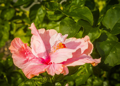 绿色叶子背景上的粉红色芙蓉花图片