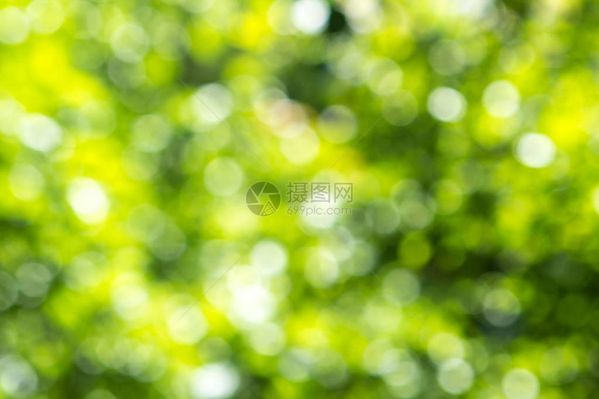 阳光底的模糊绿树叶带有bokeh图片