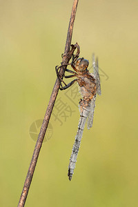 美丽的自然风光与蜻蜓龙骨撇渣器Orthetrumcoerulescens蜻蜓龙骨撇渣器coerulescens在草地图片